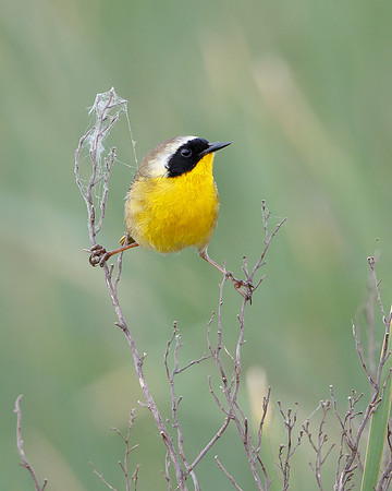 Common Yellowthroat
