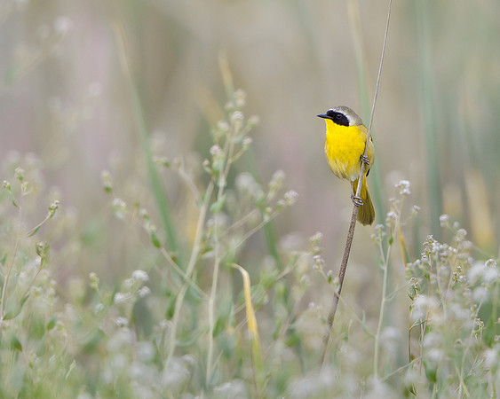 Common Yellowthroat