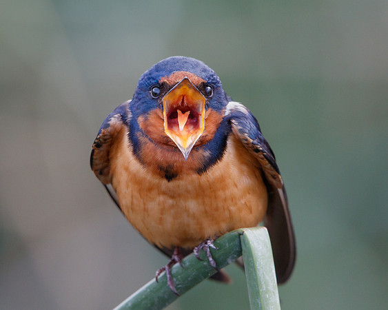 Barn Swallow