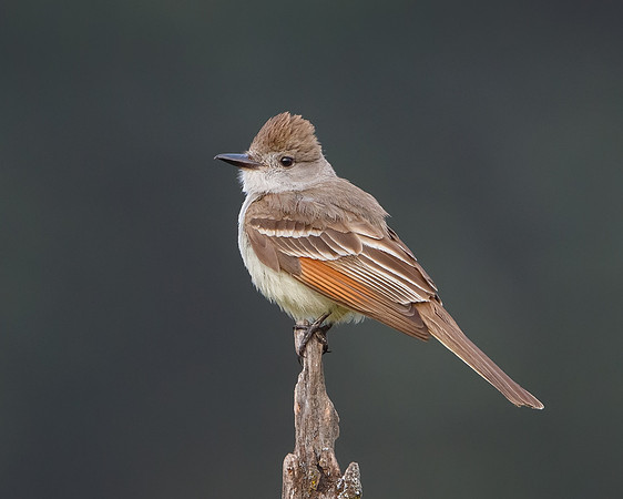 Ash-throated Flycatcher