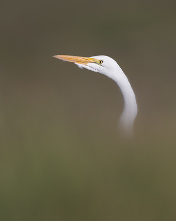 Great Egret