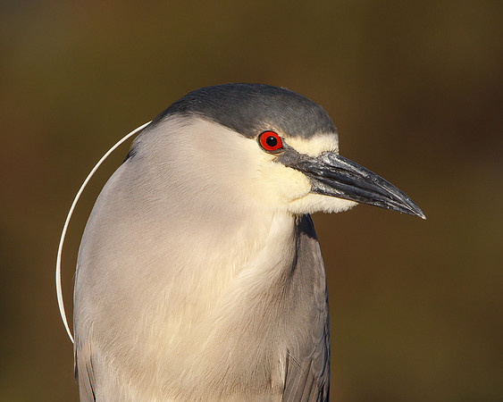 Black-crowned Night Heron