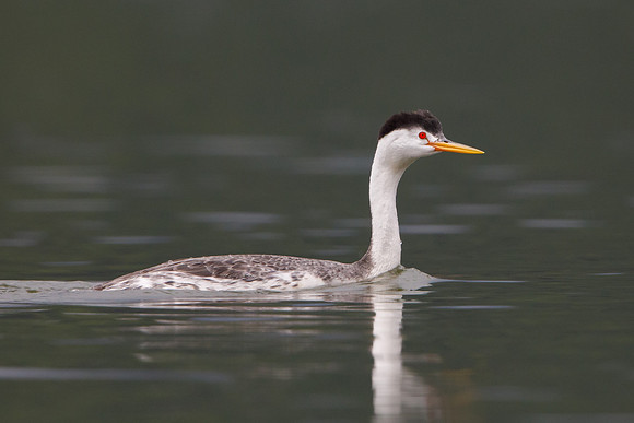Clark's Grebe