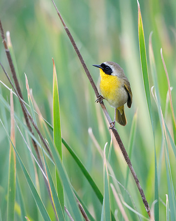 Common Yellowthroat