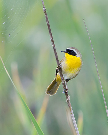 Common Yellowthroat