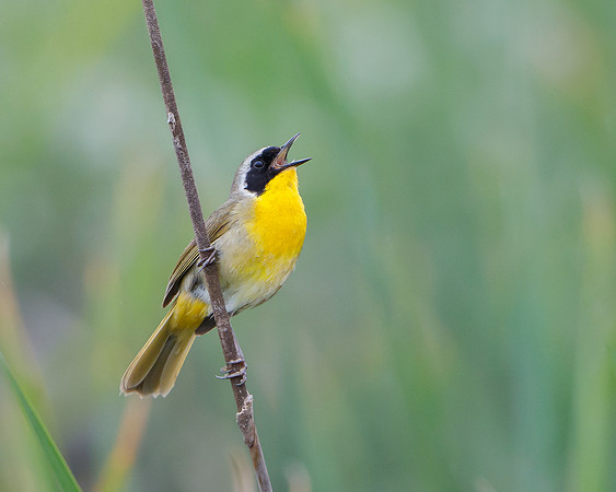 Common Yellowthroat