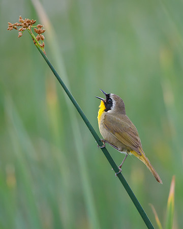 Common Yellowthroat