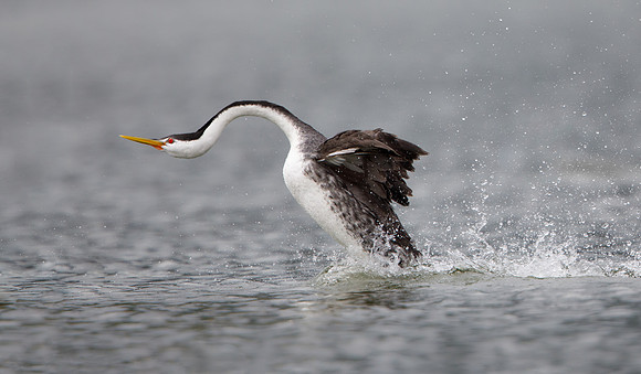 Western Grebe, courtship display