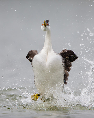 Western Grebe, courtship display