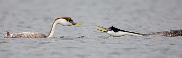 Western Grebe, courtship display