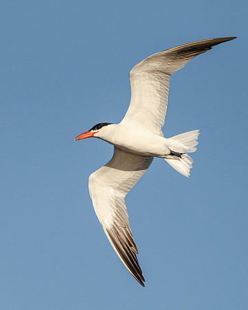 Caspian Tern