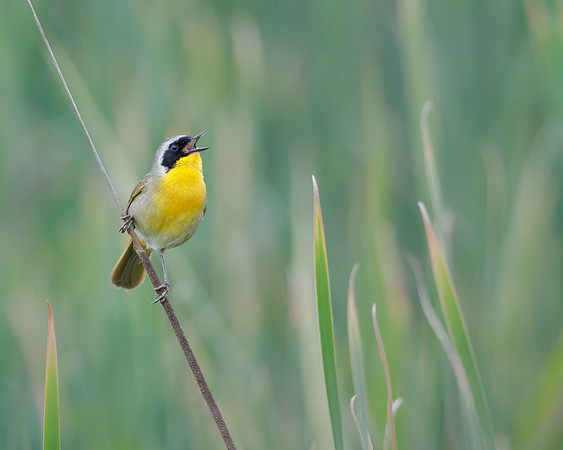 Common Yellowthroat
