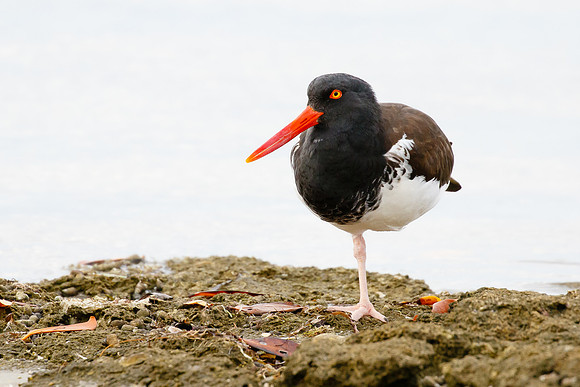 American Oystercatcher