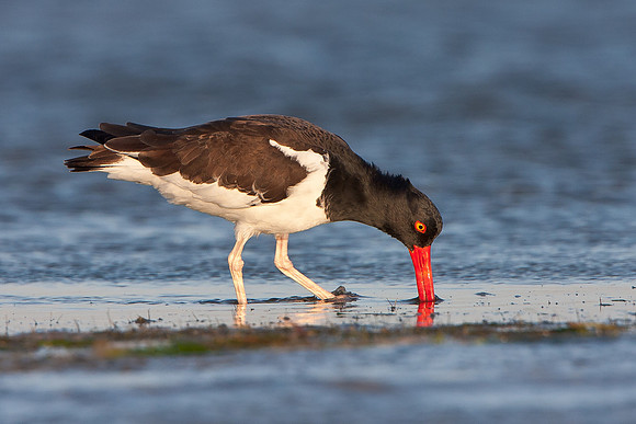 American Oystercatcher, feeding