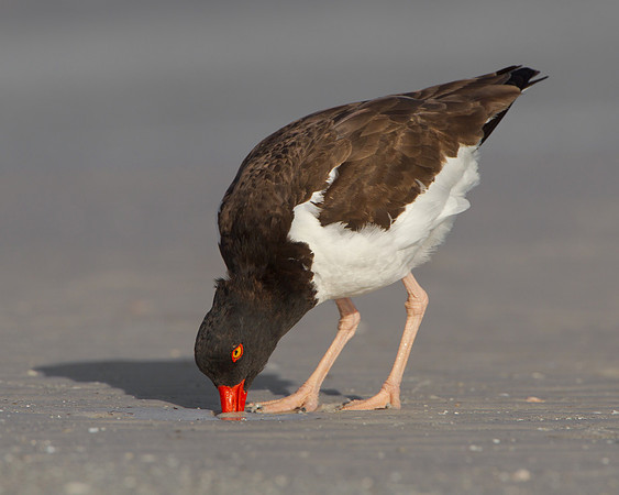American Oystercatcher, feeding