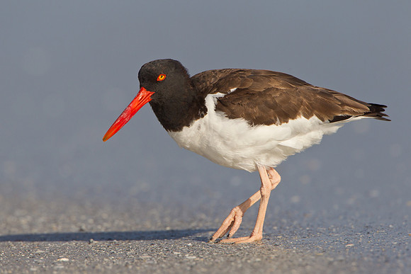 American Oystercatcher