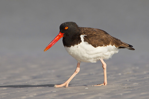 American Oystercatcher