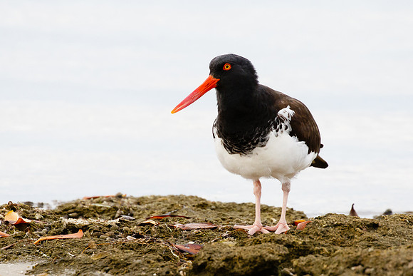American Oystercatcher