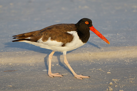 American Oystercatcher