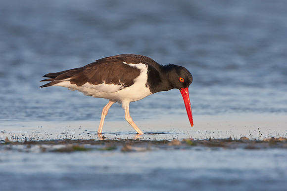 American Oystercatcher