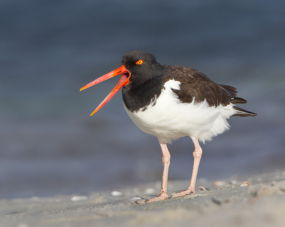 American Oystercatcher