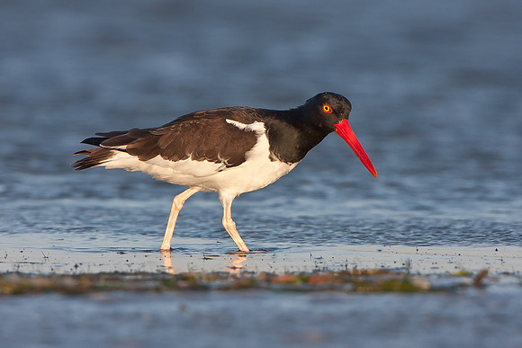 American Oystercatcher
