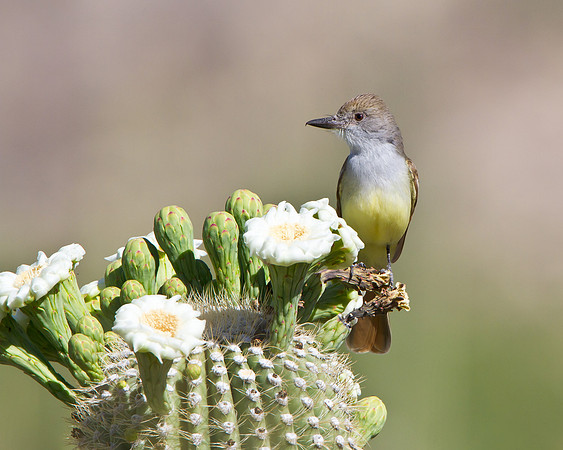 Brown-crested Flycatcher