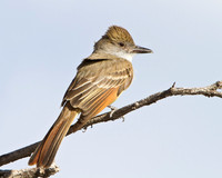 Brown-crested Flycatcher