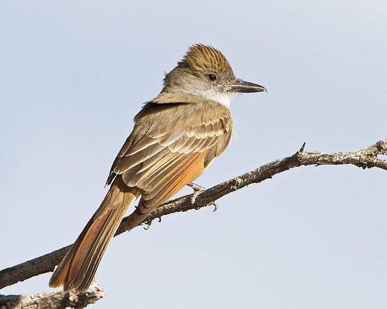 Brown-crested Flycatcher