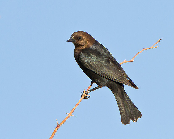 Brown-headed Cowbird
