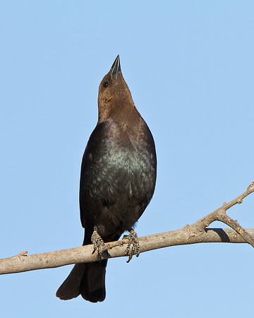 Brown-headed Cowbird, courtship display