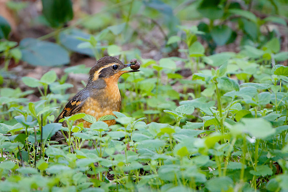 Varied Thrush, female with acorn