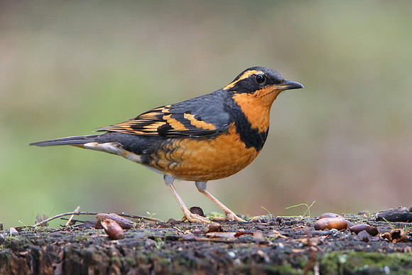 Varied Thrush