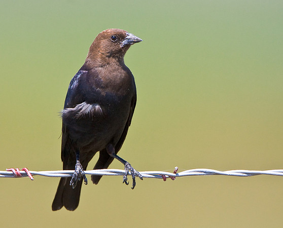Brown-headed Cowbird