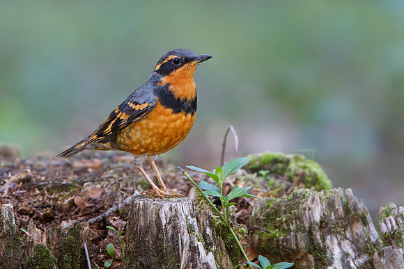 Varied Thrush, male