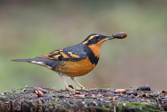 Varied Thrush with acorn