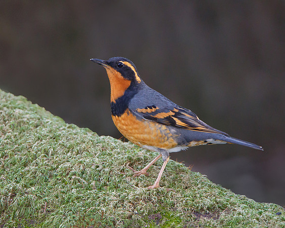 Varied Thrush, male
