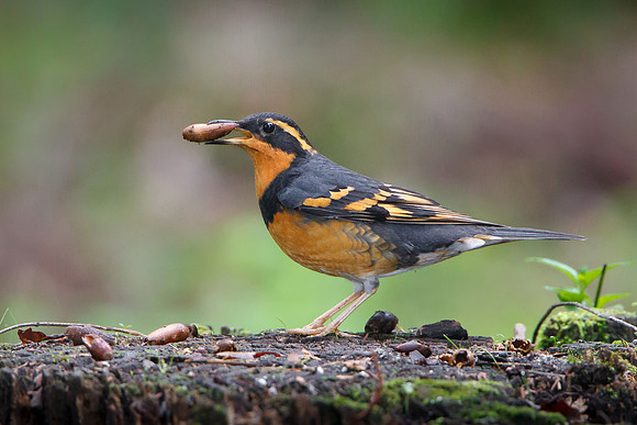 Varied Thrush with acorn