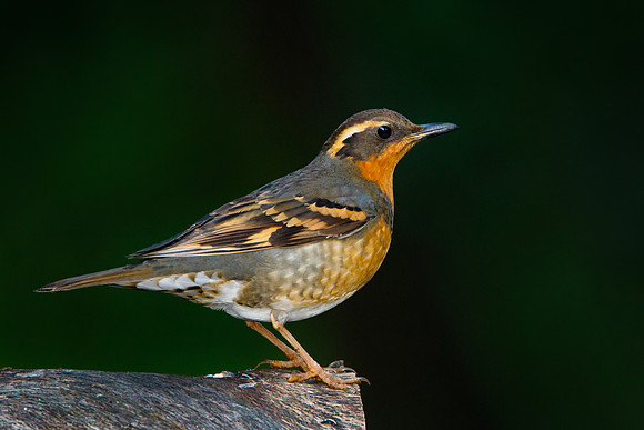 Varied Thrush