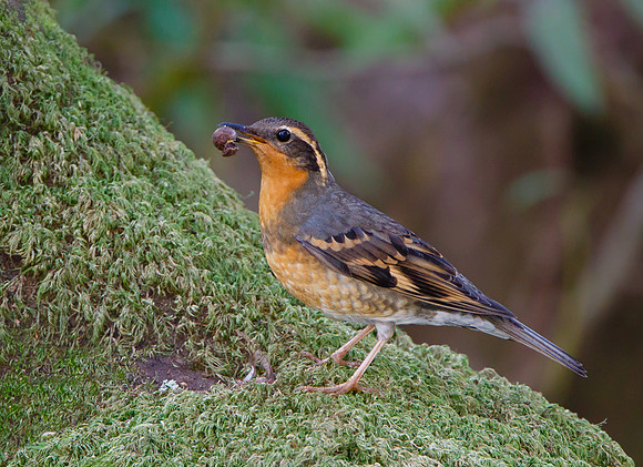 Varied Thrush, female with acorn