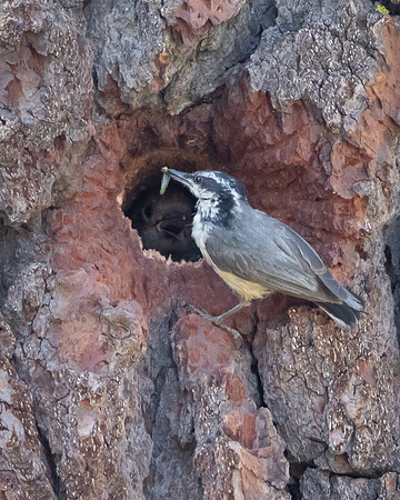 Red-breasted Nuthatch, feeding Williamson's Sapsucker chicks