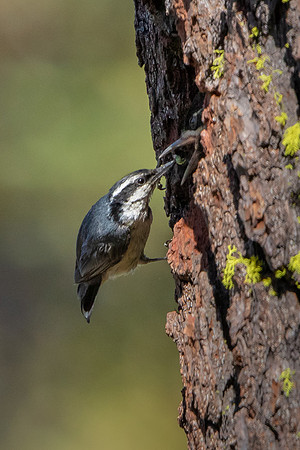 Red-breasted Nuthatch, feeding Williamson's Sapsucker chicks