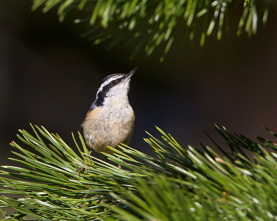 Red-breasted Nuthatch