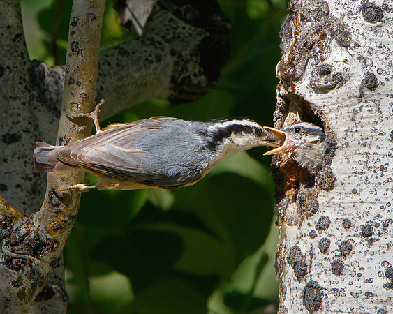 Red-breasted Nuthatch, parent feeding chick