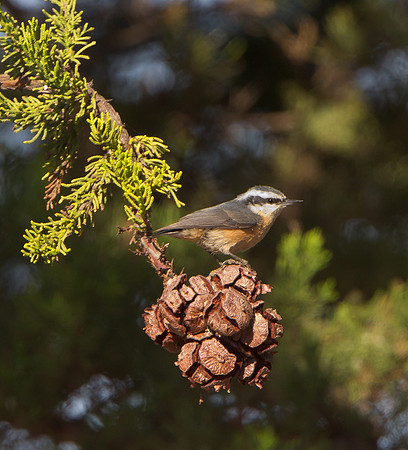 Red-breasted Nuthatch