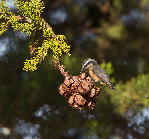 Red-breasted Nuthatch