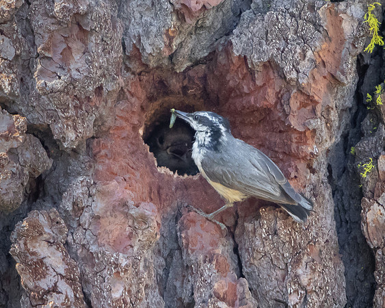 Red-breasted Nuthatch, feeding Williamson's Sapsucker chicks