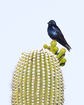 Purple Martin