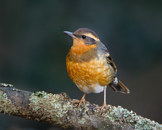 Varied Thrush, female
