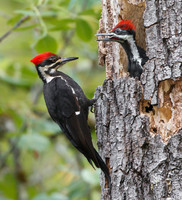 Pileated Woodpeckers, adult female (mother) at nest with young